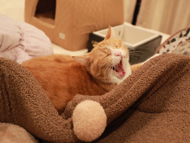 �Ĥ֤�����ä�����