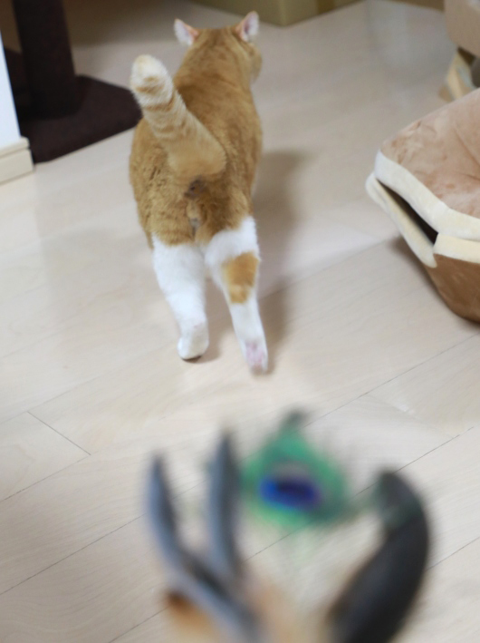 ����äȹԤäƤ��롼��