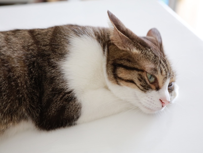 �䤷���ä��Ρ�