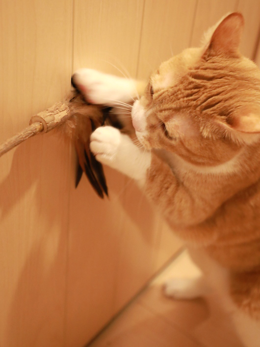�Ĥ��ޤ�������