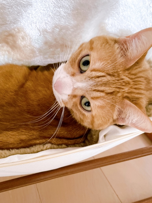 �ʤ�Ǥ狼�ä��Ρ�