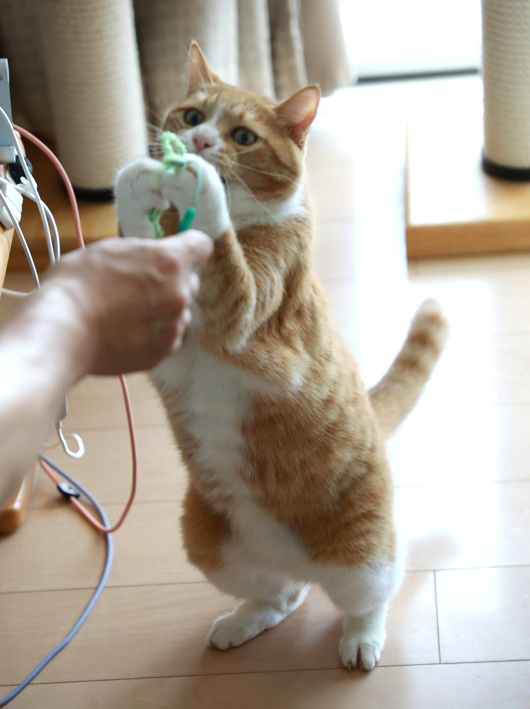がっちり。 がっちり。