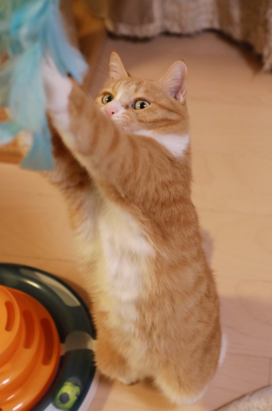 �Ĥ��ޤ�������