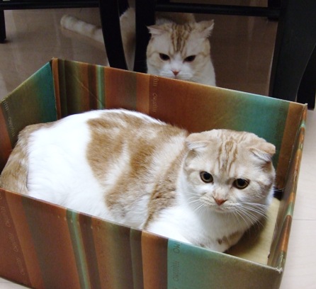 �����������ä�