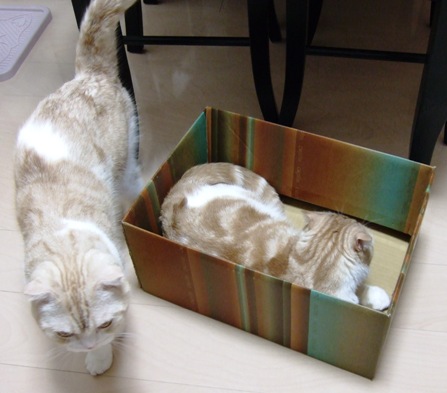 ���̡̤�����