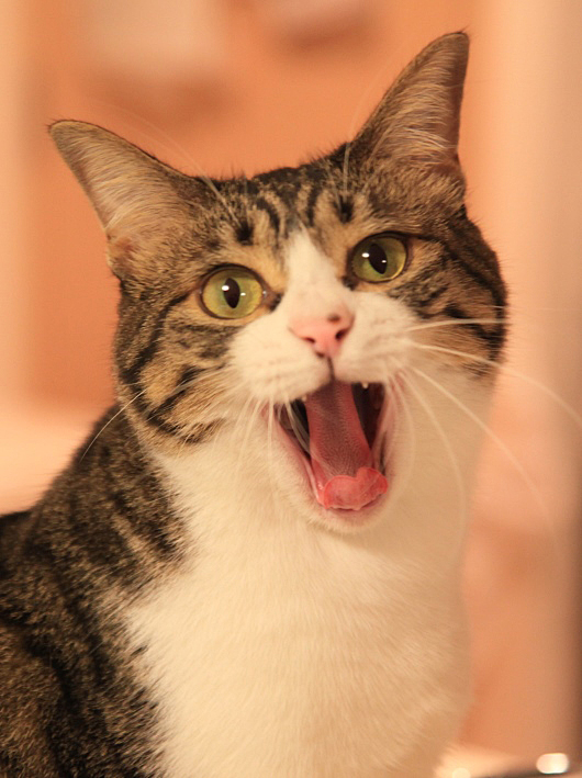 �ߤʤ��󡢤��꤬�ȡ���