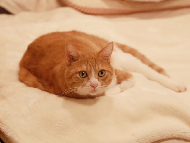 ���ۤ�ڤꤿ���Ρ�