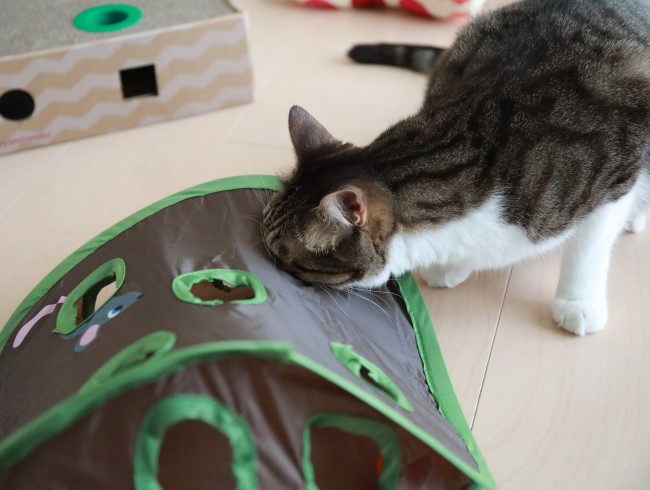 ニャンコロビーとマウスハント ミミオレ Powered By ライブドアブログ