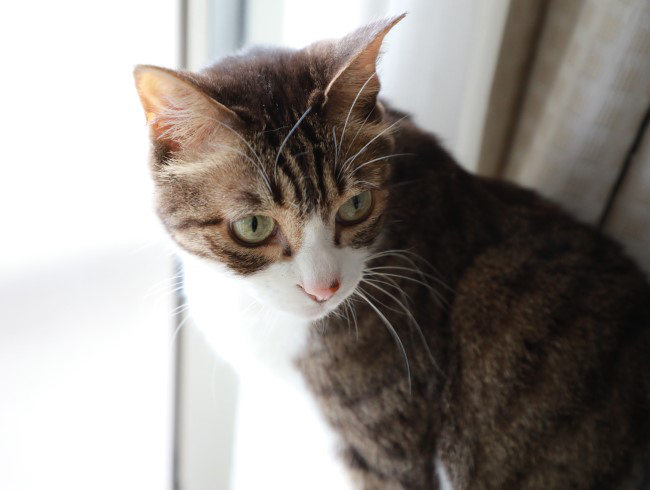 �Ԥä���ä��͡�