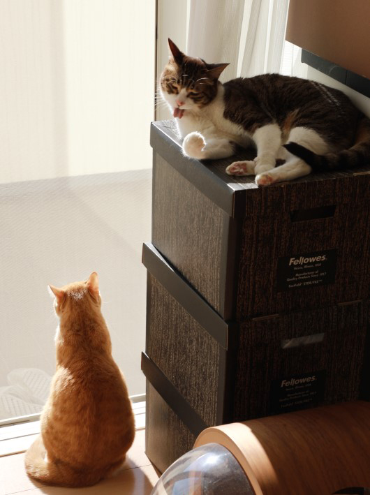 ���ä������͡�