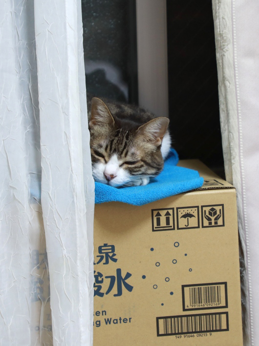 落ちつく〜。 落ちつく〜。