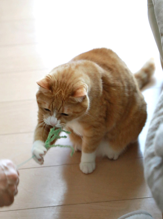 つかまえたー。 つかまえたー。