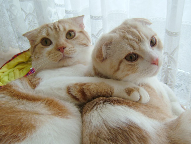 ¼ªÀޤ췻Ä¥¢¥È¥à¡õ¥ë¡¼¥¯¡£ ¼ªÀޤ췻Ä¥¢¥È¥à¡õ¥ë¡¼¥¯¡£