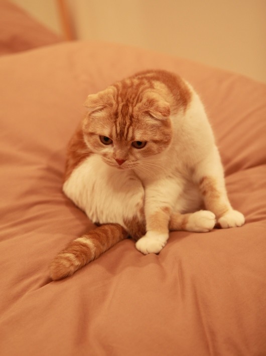 ミモザの香りは好きですか ミミオレ Powered By ライブドアブログ