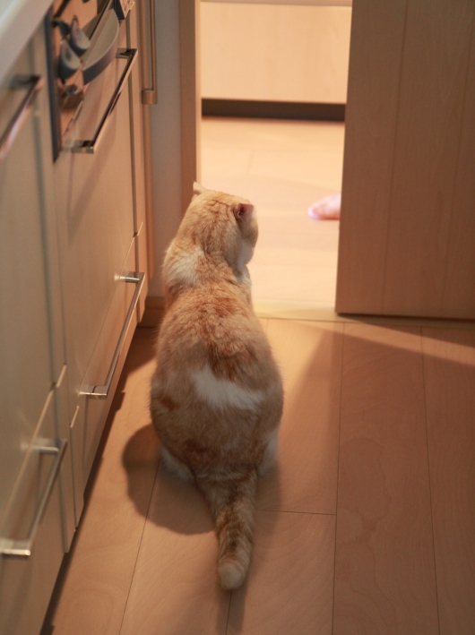 ����Ϥ�Ф��饫�ꥫ��͡���