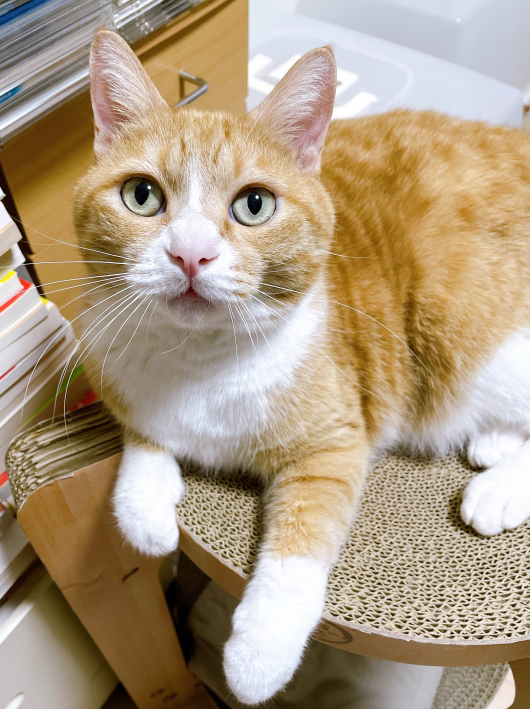 ¤â¤Ã¤È¤Þ¤¿¤¿¤Ó¡£ ¤â¤Ã¤È¤Þ¤¿¤¿¤Ó¡£