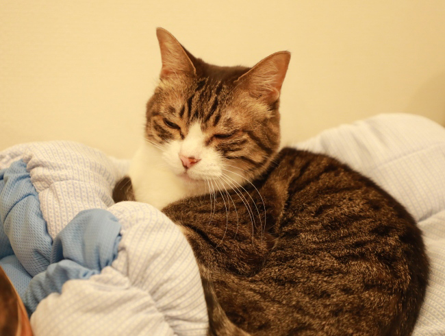 ¤È¤í¡Á¤ó¡£ ¤È¤í¡Á¤ó¡£