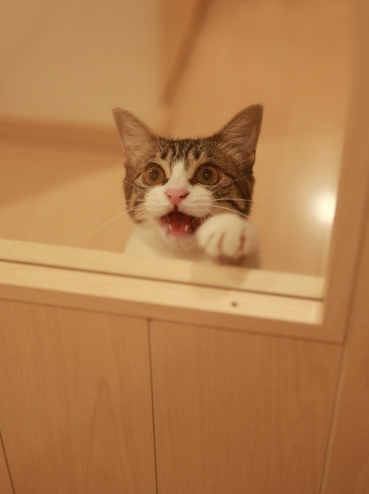 �����ơ���