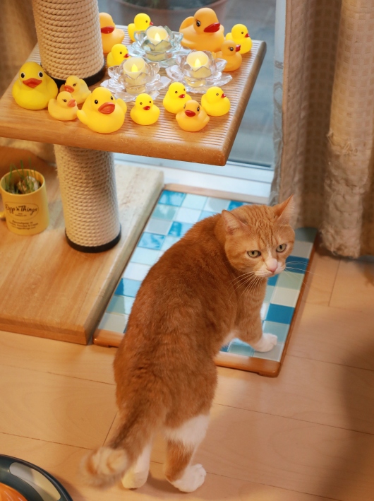 ¤Þ¤À²¿¤â¤·¤Æ¤Ê¤¤¤â¤ó¡£ ¤Þ¤À²¿¤â¤·¤Æ¤Ê¤¤¤â¤ó¡£