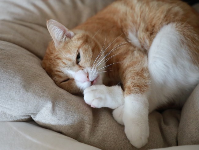 ¤¢¤È¤Ç¿©¤Ù¤Þ¤¹¤è¡¼¤À¡£ ¤¢¤È¤Ç¿©¤Ù¤Þ¤¹¤è¡¼¤À¡£