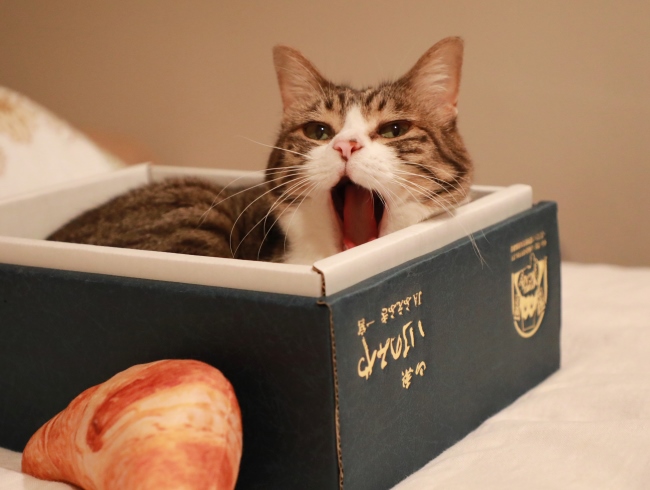 ���Τ餻�ǡ�����