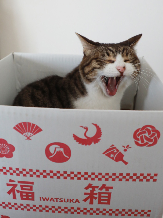 �դ嵐����