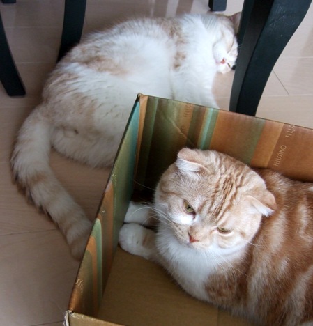 �Ԥ���Ƥޤ���