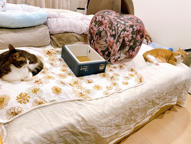 �С��С����ԡ�