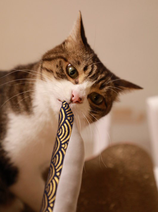 ¥¢¥ß¤Î¡© ¥¢¥ß¤Î¡©