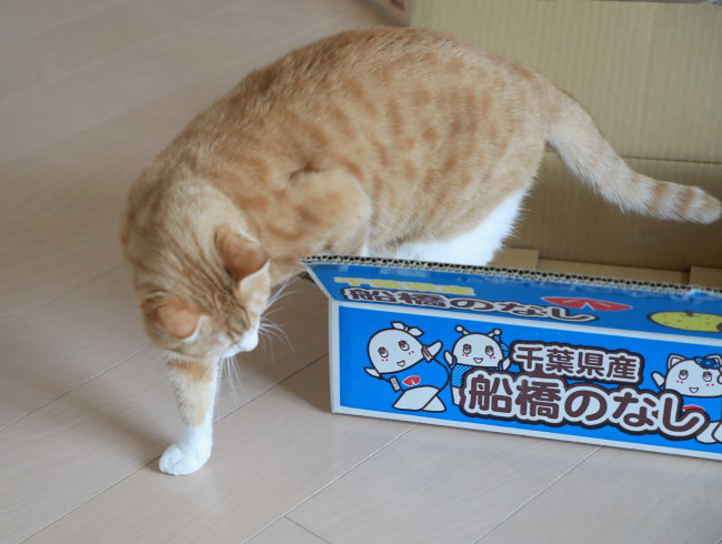 ;͵¢ö ;͵¢ö