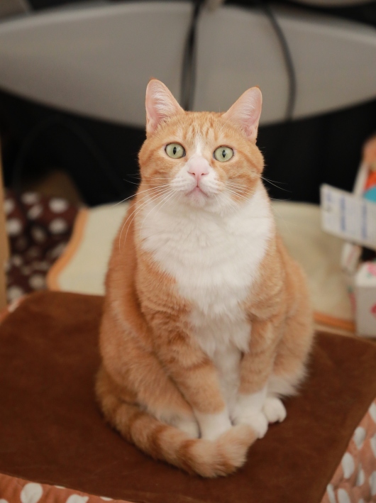 ¥Ü¥¯¤â¡Á¡£ ¥Ü¥¯¤â¡Á¡£