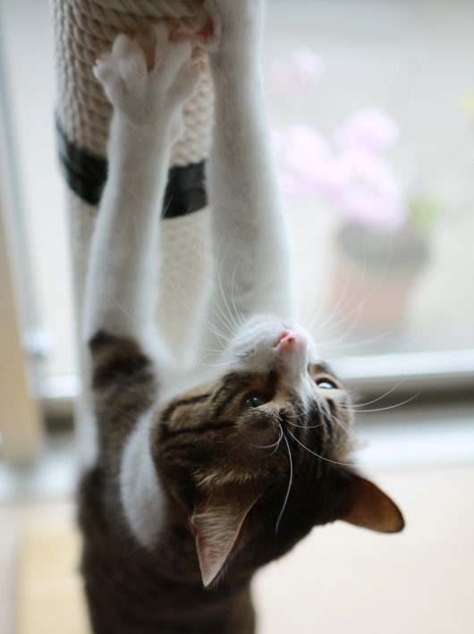 ¤Î¤Ó¡¼¡£ ¤Î¤Ó¡¼¡£