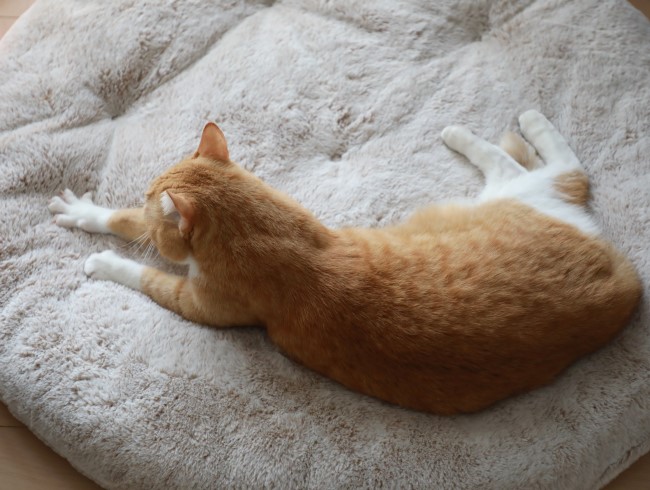 ����롼��