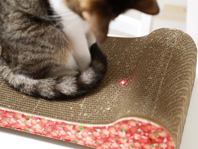 ����������͡�