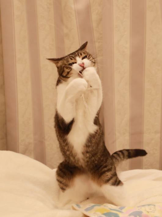 ¤ä¤Ã¤¿¢ö ¤ä¤Ã¤¿¢ö