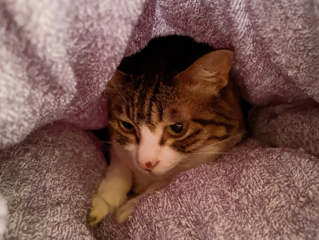 �������饤��