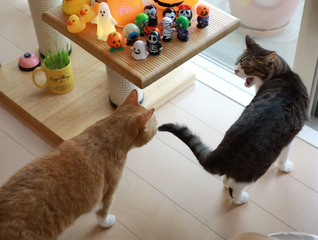 ¥·¥ã¡¼¡ª ¥·¥ã¡¼¡ª