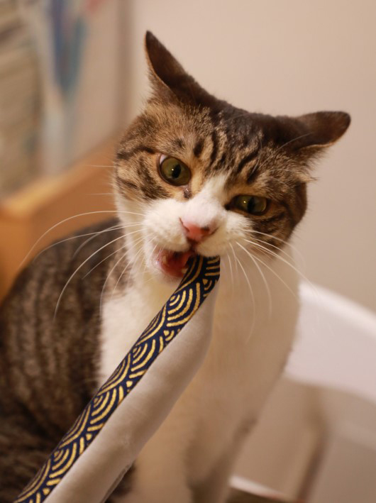 ¤¬¤Ö¤ê¡£ ¤¬¤Ö¤ê¡£