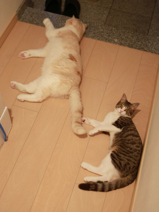 �ʤ��ʤ�����ФäƤ��ޤ���