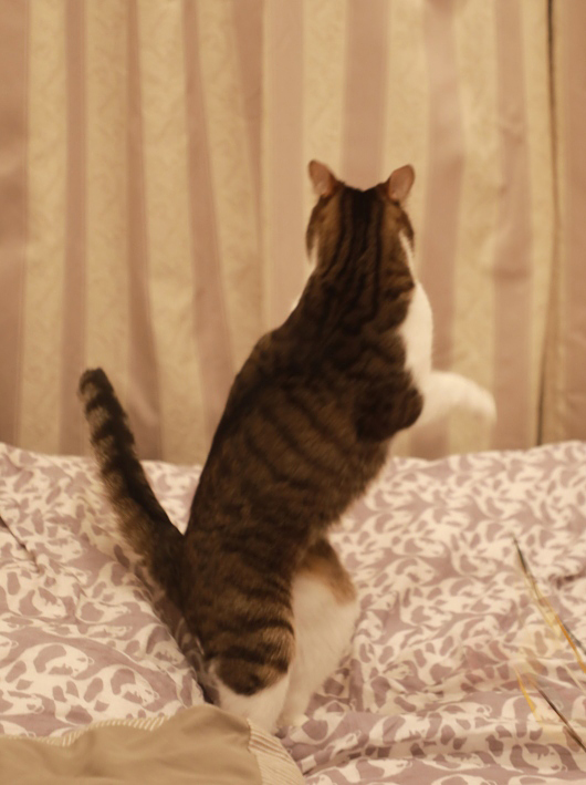 ¤¹¤¿¤¿¡£ ¤¹¤¿¤¿¡£