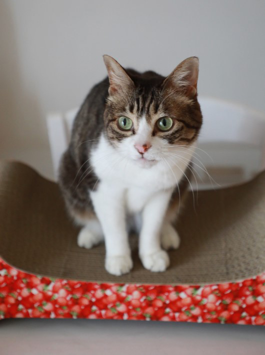 ¥ª¥â¥Á¥ã½Ð¤·¤Æ¡¼¡ª ¥ª¥â¥Á¥ã½Ð¤·¤Æ¡¼¡ª