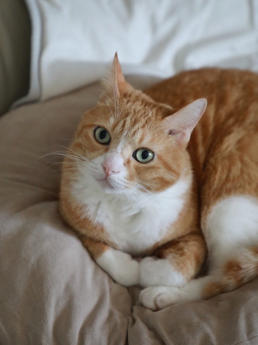 ÄÞ¤ÏÀڤ餻¤Ê¤¤¡£ ÄÞ¤ÏÀڤ餻¤Ê¤¤¡£