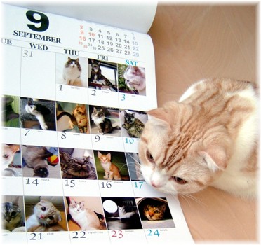 ���������ܡ�����