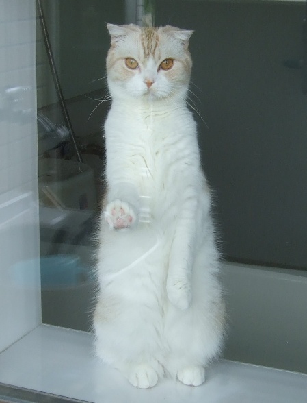 立つ猫 ミミオレ Powered By ライブドアブログ