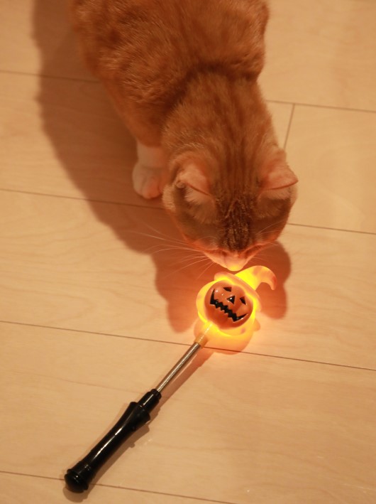 ¸÷¤Ã¤Æ¤ë¡ª ¸÷¤Ã¤Æ¤ë¡ª