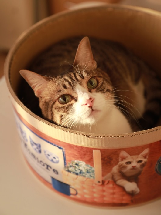 ����������ͤ������ޤ���