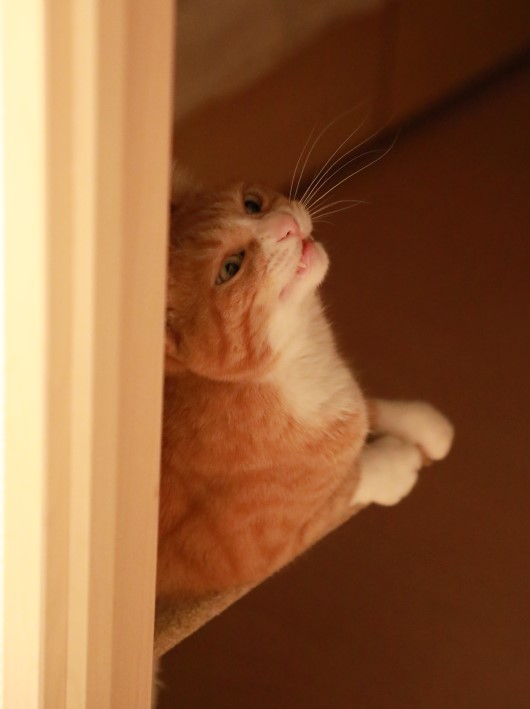 ̲���ʤä���ä���