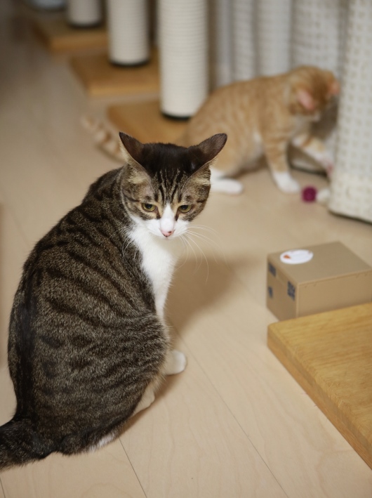 ¥À¥á¤À¤³¤ê¤ã¡£ ¥À¥á¤À¤³¤ê¤ã¡£