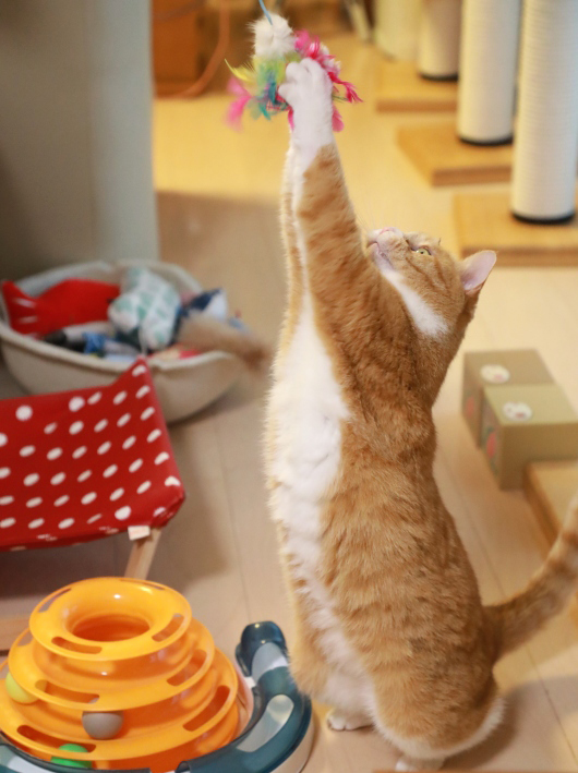 ¤Ä¤«¤Þ¤¨¤¿¡¼¡ª ¤Ä¤«¤Þ¤¨¤¿¡¼¡ª