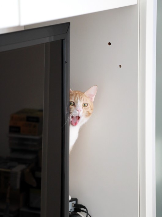 �Ƥ������